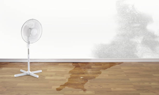Best Professional water damage repair  in Weston Lakes, TX